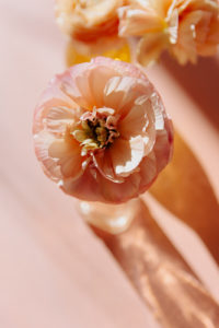 Pink ranunculus in natural, golden light