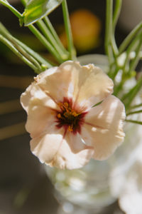 Delicate lisianthus from a brides bouquet in Jackson Hole Wyoming