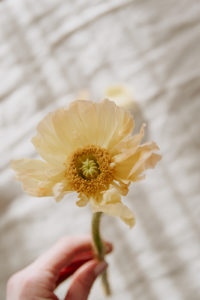 Wispy wedding flower, the poppy is a favorite in foxtails Wyoming elopement packages